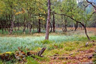 2 Birkenbruchwald im NSG